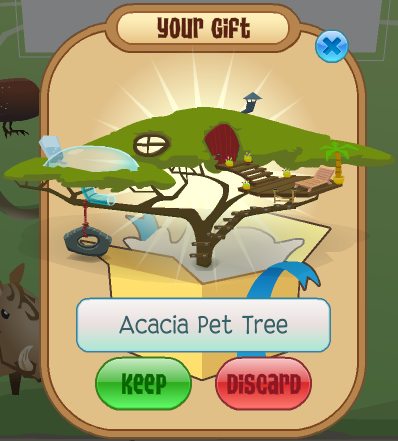 Acacia-Pet-Tree